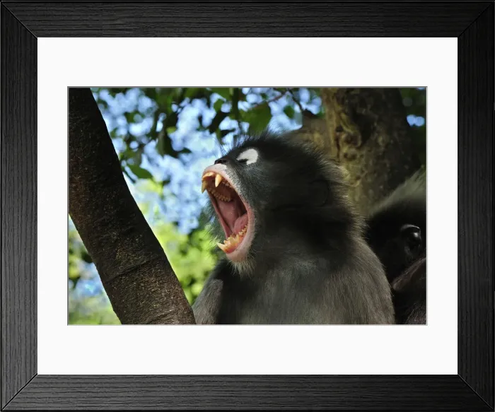 Framed Print : Dusky Leaf Monkey / Spectacled Langur / Spectacled Leaf Monkey - yawning showing teeth - Khao Sam Roi Yot National Park - Thailand Framed Print : Dusky Leaf Monkey / Spectacled Langur / Spectacled Leaf Monkey - yawning showing teeth - Khao Sam Roi Yot National Park - Thailand