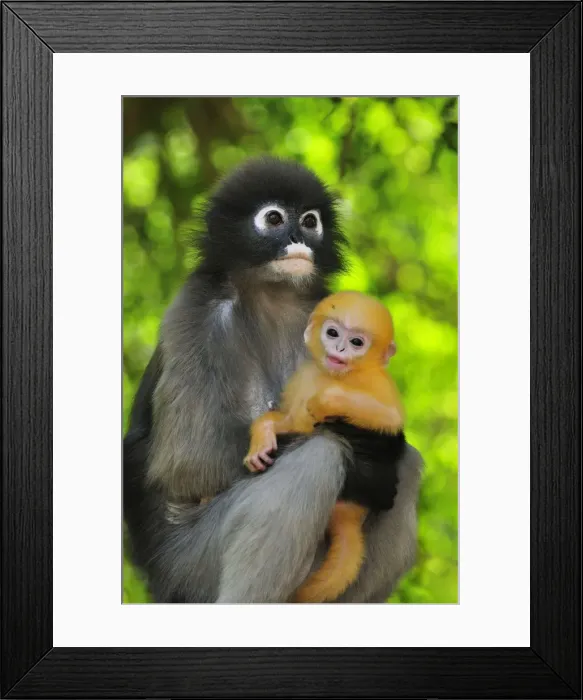 Framed Print : Dusky Leaf Monkey / Spectacled Langur / Spectacled Leaf Monkey - mother with baby - Khao Sam Roi Yot National Park - Thailand Framed Print : Dusky Leaf Monkey / Spectacled Langur / Spectacled Leaf Monkey - mother with baby - Khao Sam Roi Yot National Park - Thailand