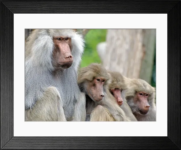 Framed Print : Sacred Baboon - male with his harem - East Africa Framed Print : Sacred Baboon - male with his harem - East Africa