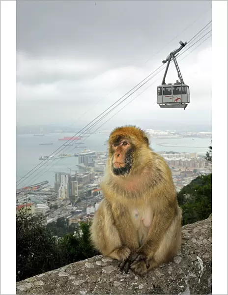 Barbary Macaque  /  Ape - Gibraltar - in habitat - Europe