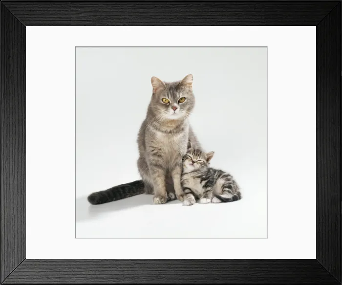 Framed Print : Cat JD 16589 Mother & Kitten 35 days old © John Daniels / ardea. com Framed Print : Cat JD 16589 Mother & Kitten 35 days old © John Daniels / ardea. com