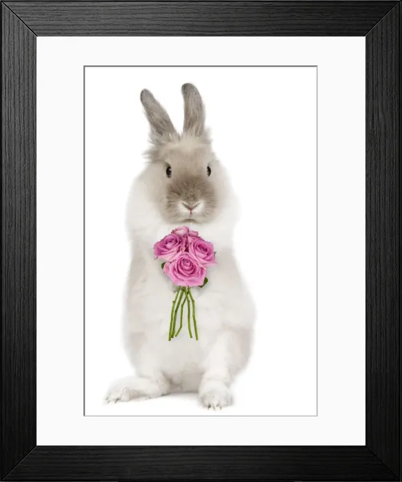 Framed Print : Dwarf Lion-head Rabbit - on hind legs holding flowers - Captionable Digital Manipulation: Flowers (Su) Framed Print : Dwarf Lion-head Rabbit - on hind legs holding flowers - Captionable Digital Manipulation: Flowers (Su)