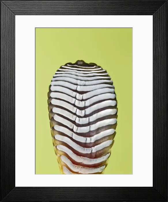 Framed Print : Giant Day Gecko - foot magnified to show suction pads - controlled conditions 12963 Framed Print : Giant Day Gecko - foot magnified to show suction pads - controlled conditions 12963