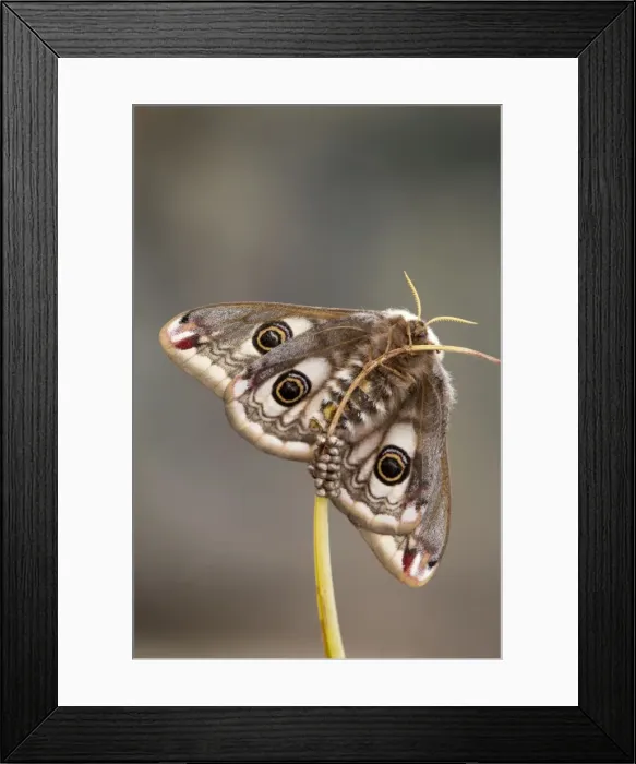 Framed Print : Emperor Moth - female with eggs - UK Framed Print : Emperor Moth - female with eggs - UK
