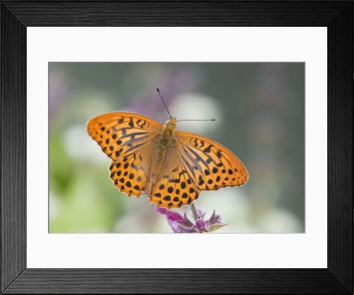 Framed Print : Silver Washed Fritillary Butterfly - male - UK Framed Print : Silver Washed Fritillary Butterfly - male - UK
