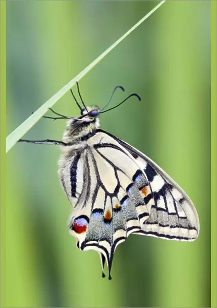 Swallowtail Butterfly - on blade of grass - UK