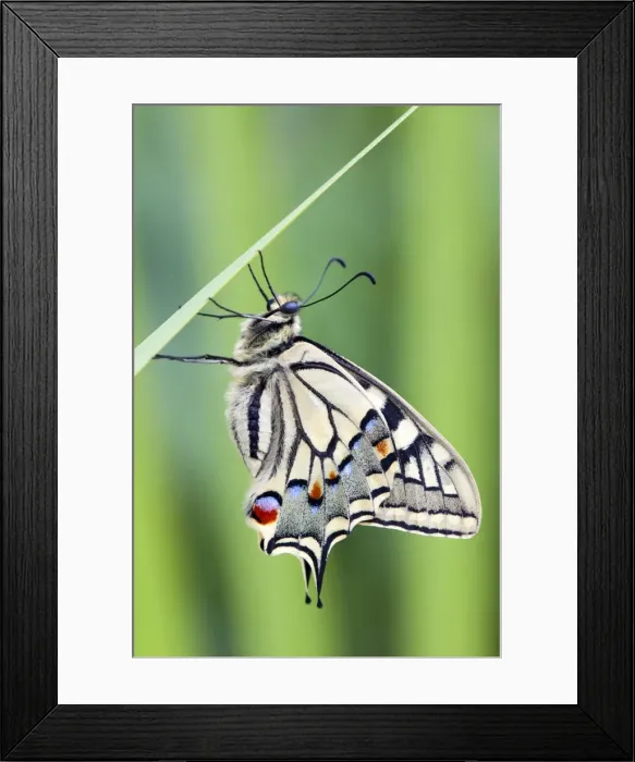 Framed Print : Swallowtail Butterfly - on blade of grass - UK Framed Print : Swallowtail Butterfly - on blade of grass - UK
