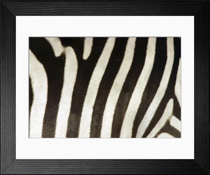 Framed Print : Burchell's / Common / Plains Zebra LA 651 Close up of zebra coat Equus burchelli © J. M. Labat / ardea. com Framed Print : Burchell's / Common / Plains Zebra LA 651 Close up of zebra coat Equus burchelli © J. M. Labat / ardea. com