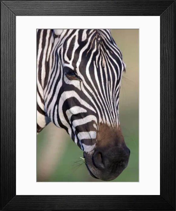 Framed Print : Burchell's  /  Common  /  Plains Zebra LA 655 Close up of head Equus burchelli © J. M. Labat  /  ardea. com