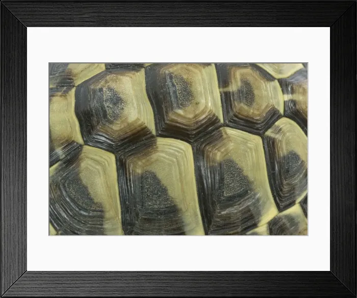 Framed Print : Tortoise - shell