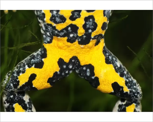 Yellow-bellied Toad - close-up of underside - Switzerland