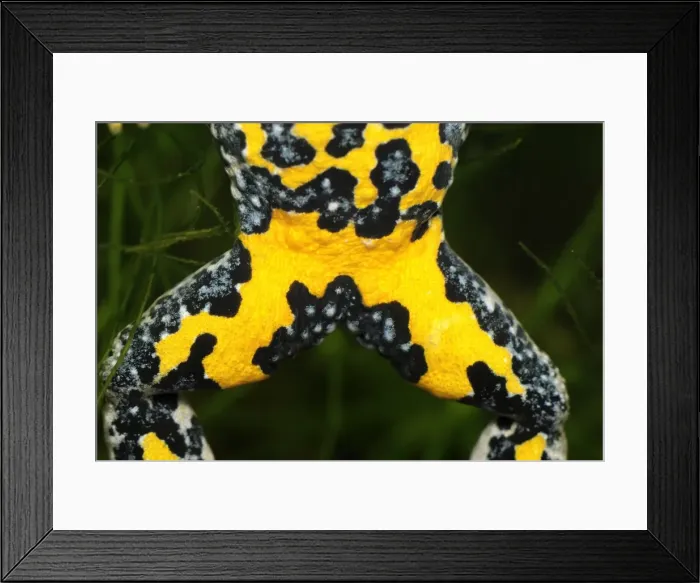 Framed Print : Yellow-bellied Toad - close-up of underside - Switzerland Framed Print : Yellow-bellied Toad - close-up of underside - Switzerland
