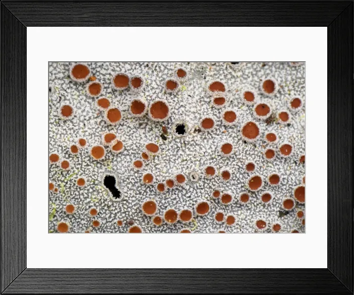 Framed Print : Lichen - Purace Nationalpark - Departamento Cauca - Colombia Framed Print : Lichen - Purace Nationalpark - Departamento Cauca - Colombia