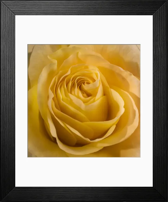 Framed Print : Yellow Rose Framed Print : Yellow Rose