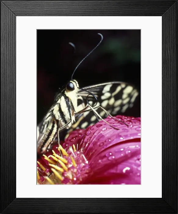 Framed Print : Butterfly - close-up of tongue / proboscis Framed Print : Butterfly - close-up of tongue / proboscis