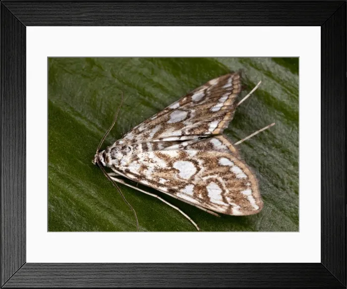 Framed Print : China Mark Moth - adult - Larvae are aquatic - Dorset