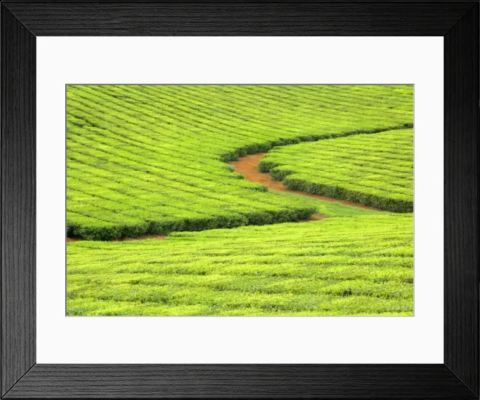 Framed Print : Tea Plantation - brightly green tea bushes stretch over a hilly landscape. Because of their even cut, they form a symmetric pattern - Atherton Tablelands, Queensland, Australia Framed Print : Tea Plantation - brightly green tea bushes stretch over a hilly landscape. Because of their even cut, they form a symmetric pattern - Atherton Tablelands, Queensland, Australia