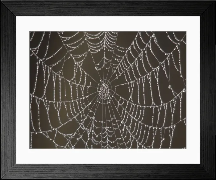 Framed Print : Spider's Web - with morning dew Framed Print : Spider's Web - with morning dew