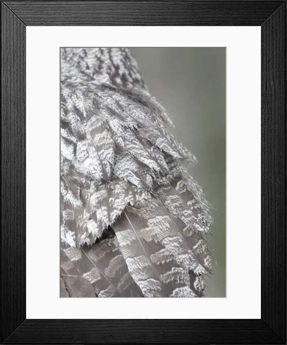 Framed Print : Great Grey Owl - close-up of feathers Framed Print : Great Grey Owl - close-up of feathers