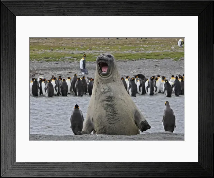 Framed Print : Southern Elephant Seal - showing size comparison with King Penguins (Aptenodytes patagonicus) - Saint Andrew - South Georgia Framed Print : Southern Elephant Seal - showing size comparison with King Penguins (Aptenodytes patagonicus) - Saint Andrew - South Georgia