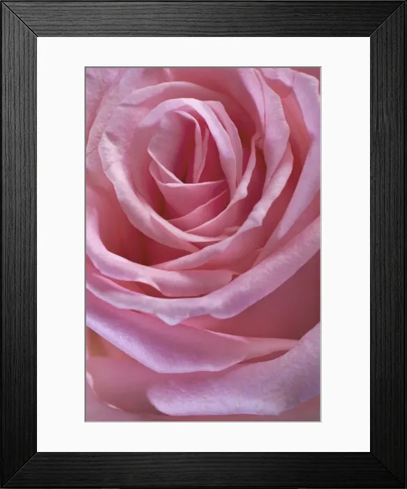 Framed Print : Pink Rose. ME-2538. Pink Rose. Johan De Meester Framed Print : Pink Rose. ME-2538. Pink Rose. Johan De Meester