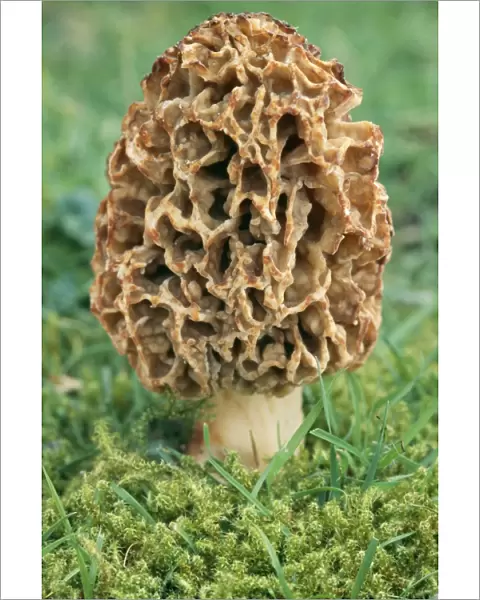 Common Morel Fungi
