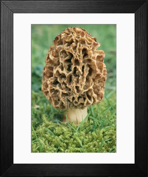 Framed Print : Common Morel Fungi Framed Print : Common Morel Fungi