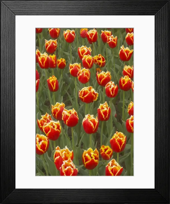 Framed Print : Tulip Davenport Keukenhof Gardens Netherlands PL001598 Framed Print : Tulip Davenport Keukenhof Gardens Netherlands PL001598