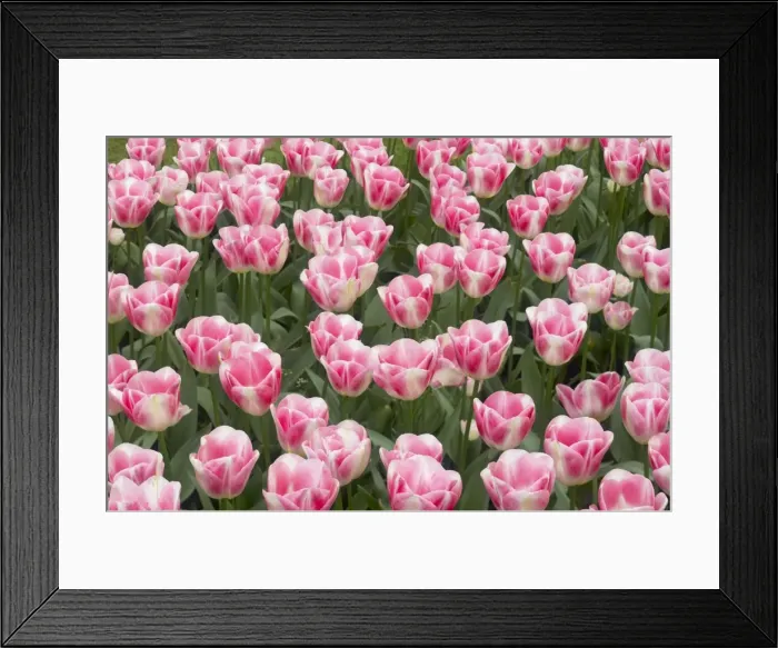 Framed Print : Tulip Diamond Keukenhof Gardens Netherlands PL001602 Framed Print : Tulip Diamond Keukenhof Gardens Netherlands PL001602