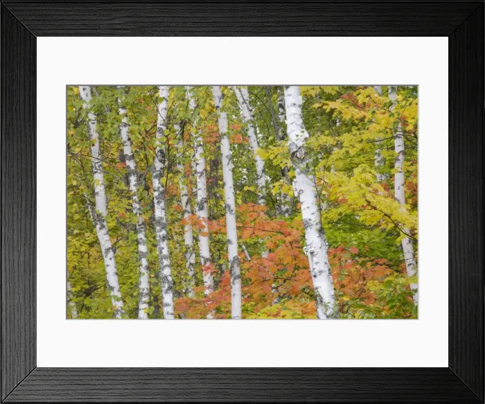 Framed Print : Maple and Birch Trees - in autumn colours - Upper Penninsular - Michigan - USA LA004535 Framed Print : Maple and Birch Trees - in autumn colours - Upper Penninsular - Michigan - USA LA004535
