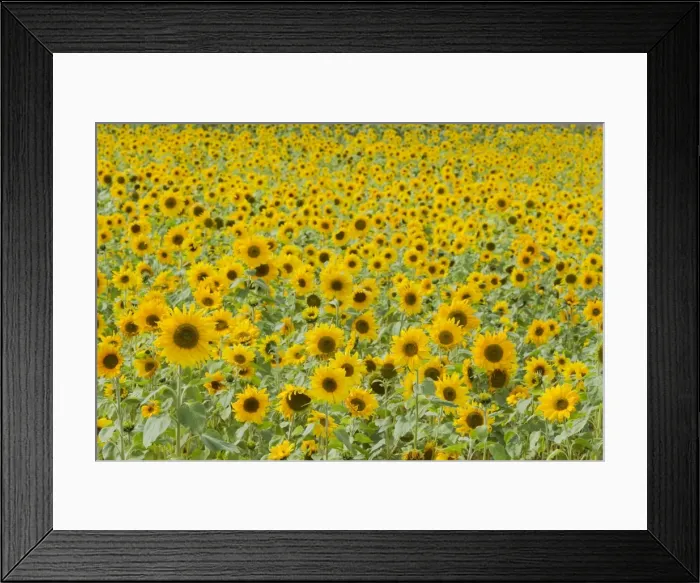 Framed Print : Field of Sunflowers Helianthus annuus Essex, UK PL002168 Framed Print : Field of Sunflowers Helianthus annuus Essex, UK PL002168
