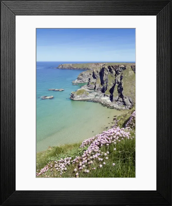 Framed Print : Thrift - in flower - spring - Bedruthan Steps, Cornwall, UK Framed Print : Thrift - in flower - spring - Bedruthan Steps, Cornwall, UK