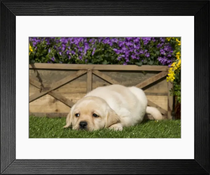 Framed Print : Dog - Yellow Labrador puppy Framed Print : Dog - Yellow Labrador puppy