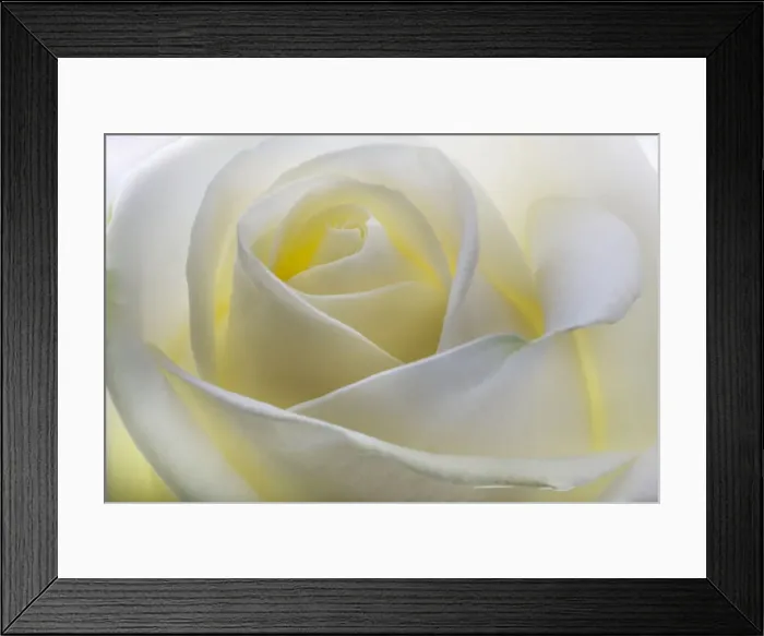 Framed Print : White Rose Framed Print : White Rose