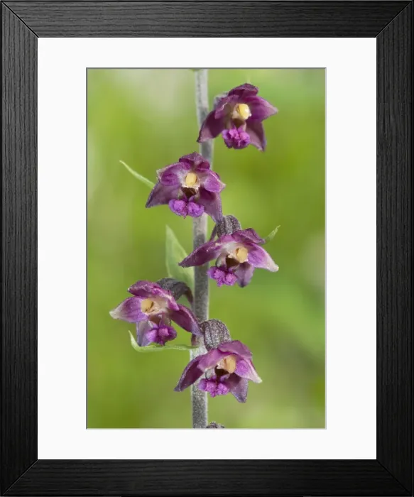 Framed Print : Royal helleborine Orchid - Apuan Alps - Italy Framed Print : Royal helleborine Orchid - Apuan Alps - Italy