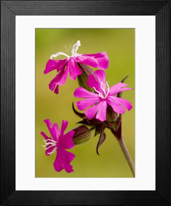 Framed Print : Red Campion - female flowers Framed Print : Red Campion - female flowers