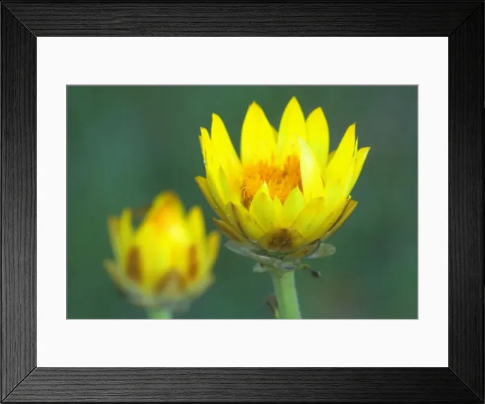 Framed Print : Golden Everlasting - in bloom - Fraser Island World Heritage Area, Great Sandy National Park, Queensland, Australia Framed Print : Golden Everlasting - in bloom - Fraser Island World Heritage Area, Great Sandy National Park, Queensland, Australia