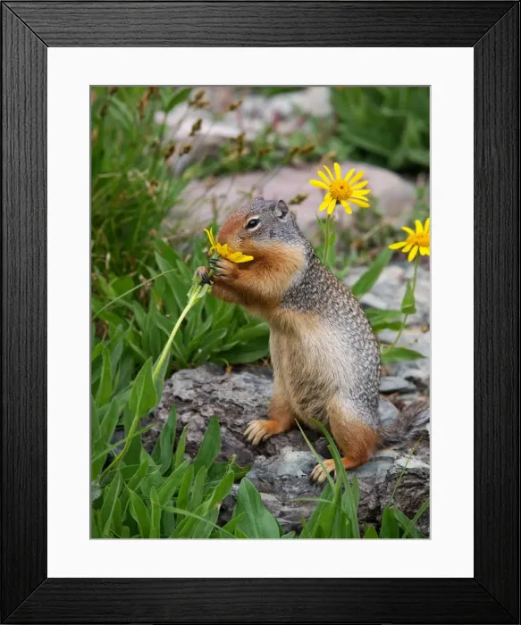 Framed Print : Columbian Ground Squirrel - eating flower - Glacier National Park - USA Framed Print : Columbian Ground Squirrel - eating flower - Glacier National Park - USA