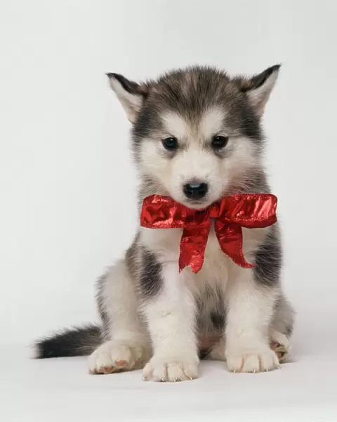 Alaskan Malamute Dog - puppy with red bow