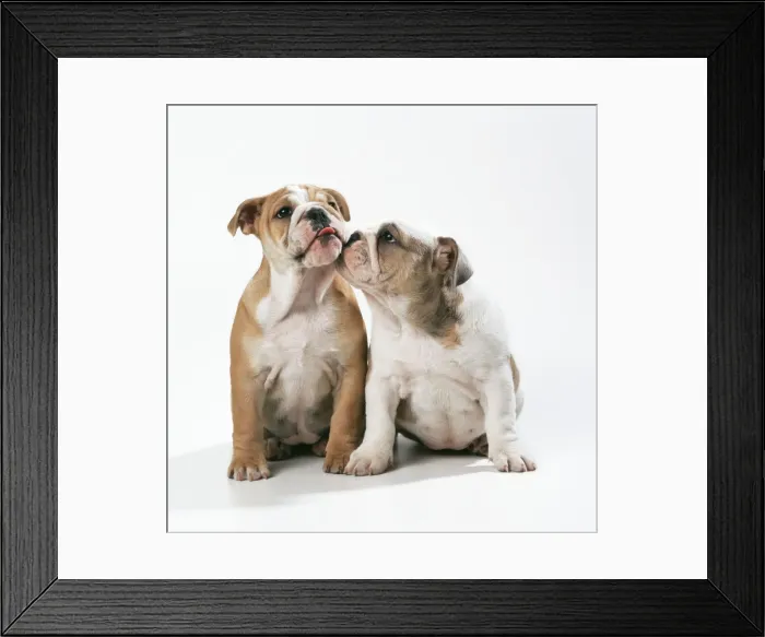 Framed Print : Dog JD 16572E Bulldog puppies © John Daniels / ardea. com Framed Print : Dog JD 16572E Bulldog puppies © John Daniels / ardea. com