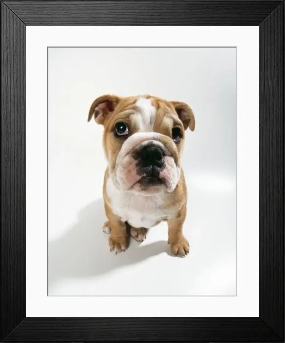 Framed Print : Dog JD 16576E Bulldog puppy © John Daniels / ardea. com Framed Print : Dog JD 16576E Bulldog puppy © John Daniels / ardea. com