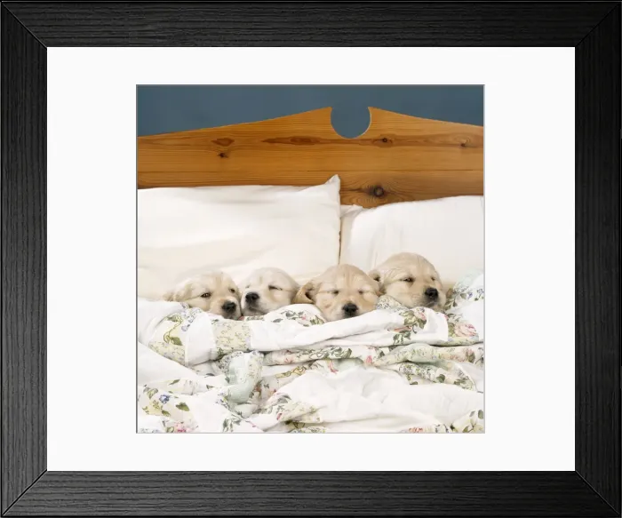 Framed Print : Golden Retriever Dog - 4 puppies in a bed Framed Print : Golden Retriever Dog - 4 puppies in a bed