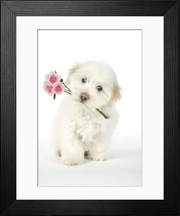 Framed Print : DOG. Coton de Tulear puppy ( 8 wks old ) holding roses in mouth Digital Manipulation: Roses (Su) Framed Print : DOG. Coton de Tulear puppy ( 8 wks old ) holding roses in mouth Digital Manipulation: Roses (Su)