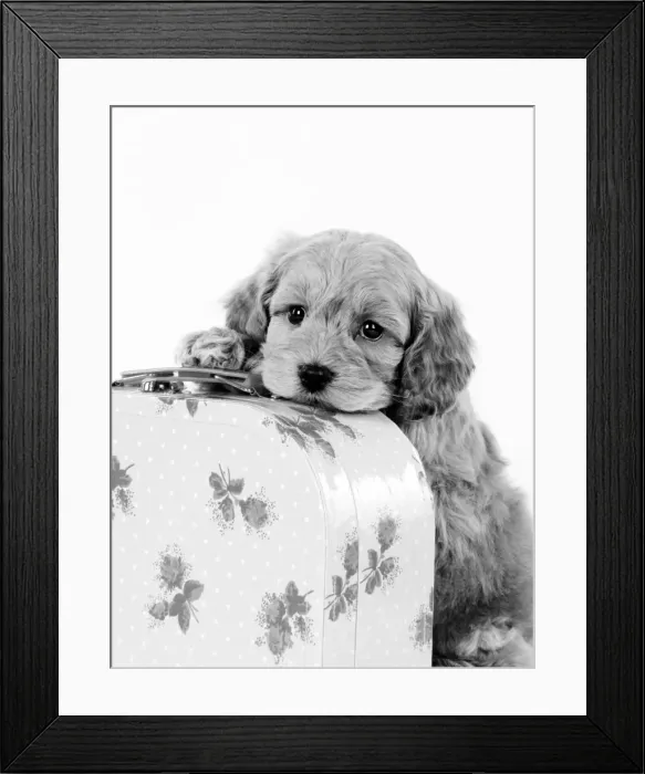 Framed Print : Dog. Cockerpoo puppy (7 weeks old) on suitcase Digital Manipulation: cropped turned B&W Framed Print : Dog. Cockerpoo puppy (7 weeks old) on suitcase Digital Manipulation: cropped turned B&W