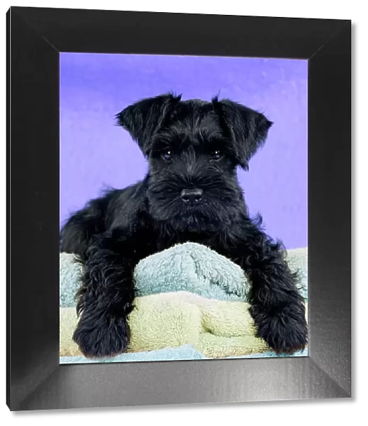 Dog - Miniature Schnauzer - 10 week old puppy - lying down on a pile of towels Digital Manipulation: Background & towel colour peach to purple