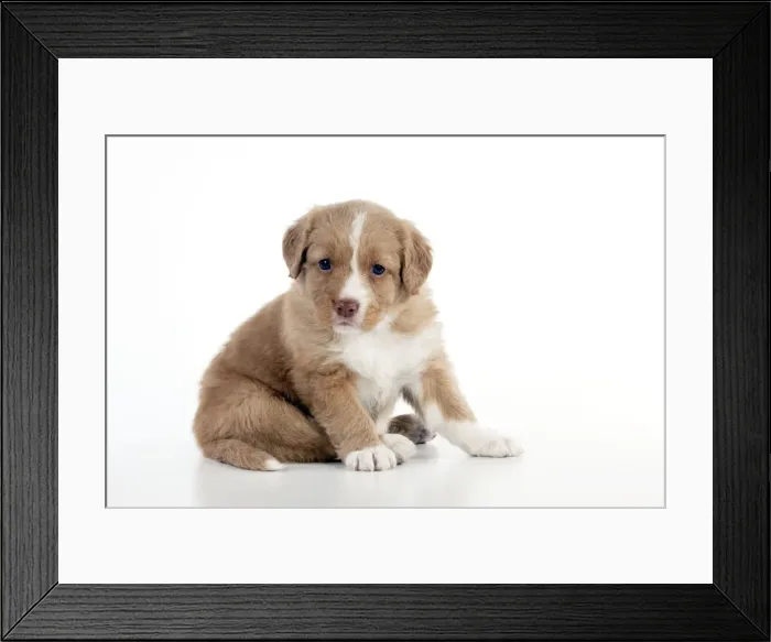 Framed Print : DOG - Nova scotia duck tolling retriever puppy sitting (6 weeks) Framed Print : DOG - Nova scotia duck tolling retriever puppy sitting (6 weeks)