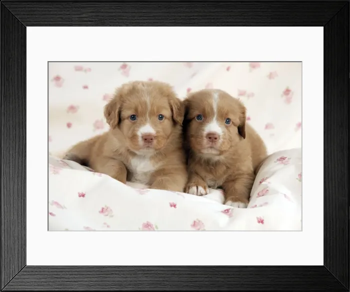 Framed Print : DOG - Nova scotia duck tolling retriever puppies laying together (6 weeks) Framed Print : DOG - Nova scotia duck tolling retriever puppies laying together (6 weeks)
