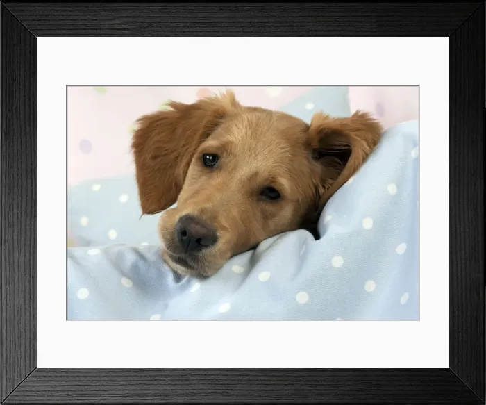 Framed Print : DOG. Golden retriever puppy on blankets (13 weeks) Framed Print : DOG. Golden retriever puppy on blankets (13 weeks)