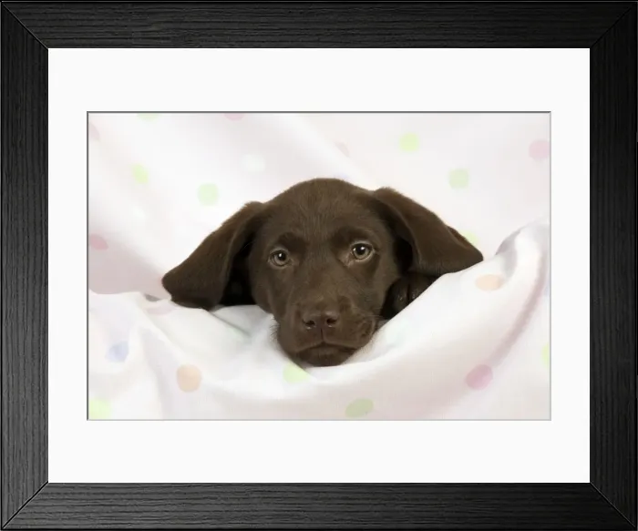 Framed Print : DOG - Chocolate labrador puppy (13 weeks) Framed Print : DOG - Chocolate labrador puppy (13 weeks)