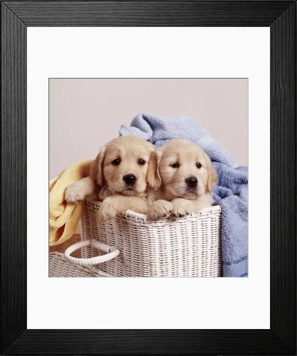 Framed Print : Golden Retriever Puppies JD 9379E In laundry basket, with towels © John Daniels / ardea. com Framed Print : Golden Retriever Puppies JD 9379E In laundry basket, with towels © John Daniels / ardea. com